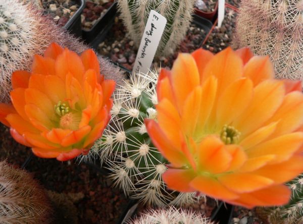 Echinocereus x lloydii