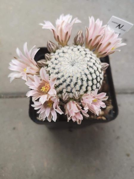 Mammillaria pectinifera