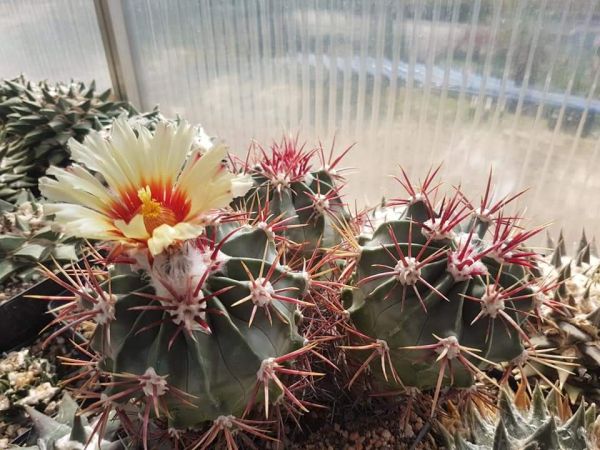 Echinocactus parryi