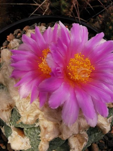 Ariocarpus fissuratus var. lloydii