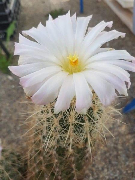 Thelocactus bicolor var. bolansis (albiflora)