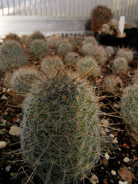 Mammillaria grahamii