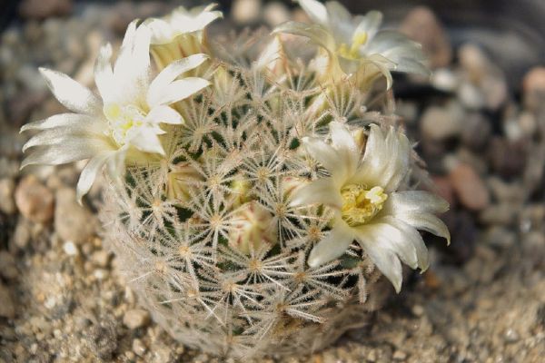 Mammillaria rischeri - L1063