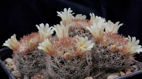 Mammillaria rischeri - L1063