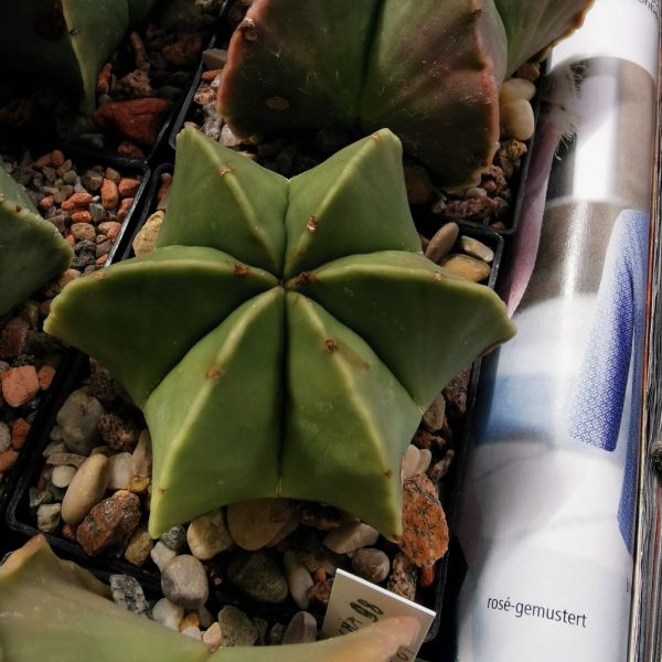 Astrophytum myriostigma var. nudum