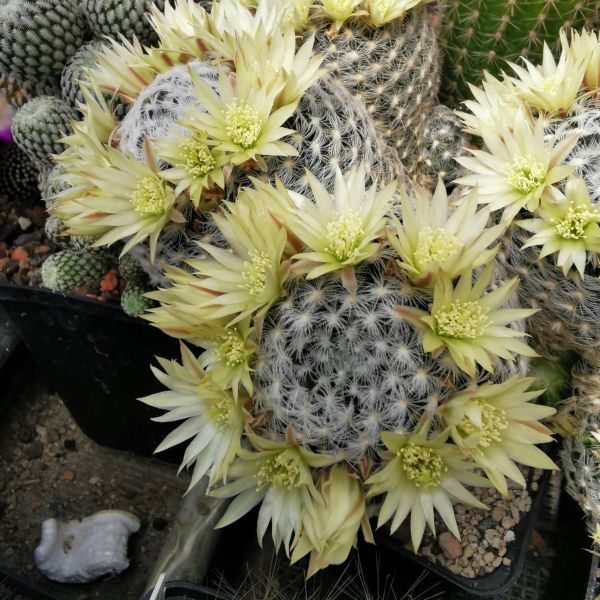 Mammillaria duwei