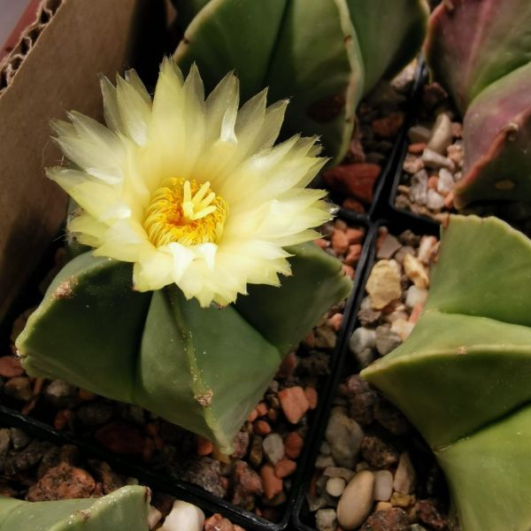 Astrophytum myriostigma var. nudum