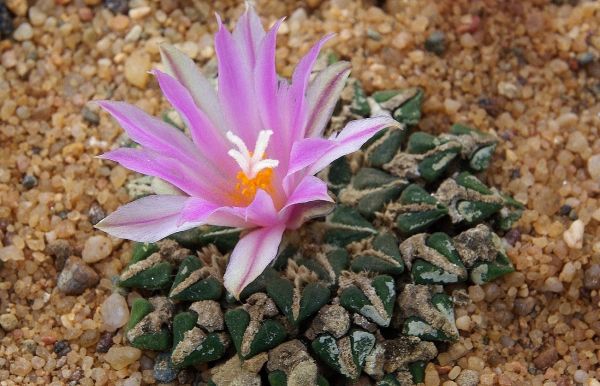 Ariocarpus kotschoubeyanus