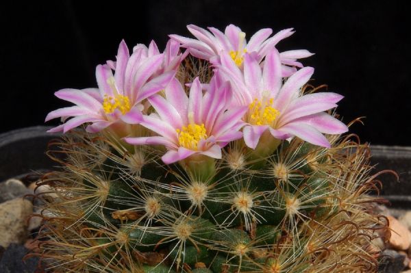 Mammillaria tepexicensis FO-177