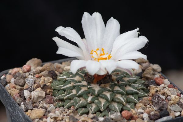 Ariocarpus kotschoubeyanus