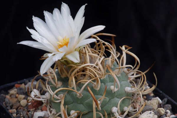 Turbinicarpus schwarzii