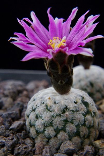 Turbinicarpus valdezianus rote Blüten