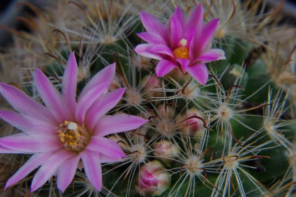 Mammillaria tepexicensis FO-177