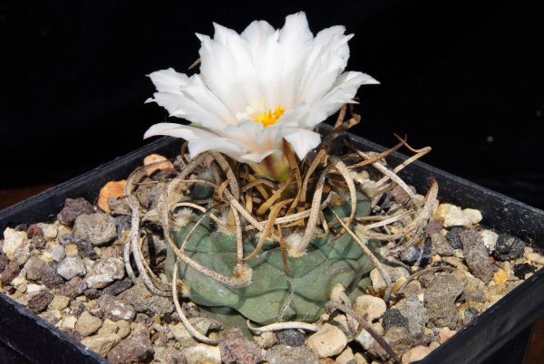 Turbinicarpus schwarzii