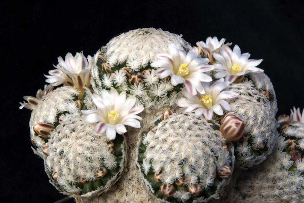 Mammillaria sanchez-mejoradae