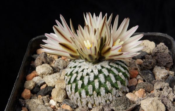 Turbinicarpus pseudopectinatus