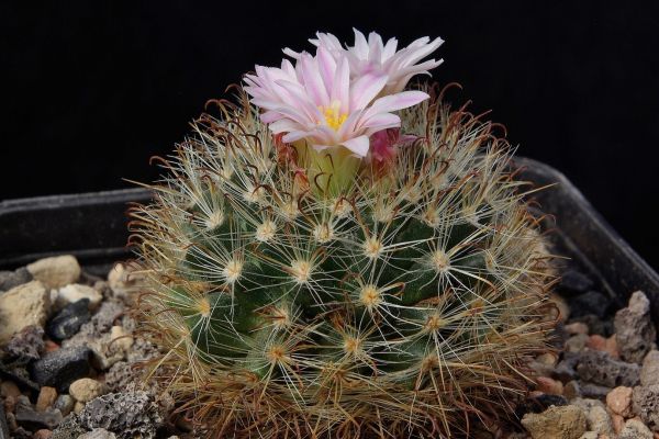 Mammillaria tepexicensis FO-177