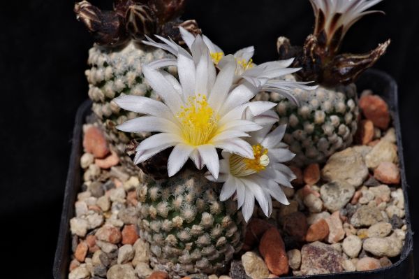 Turbinicarpus valdezianus weiße Blüten