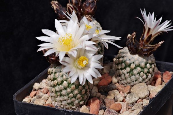 Turbinicarpus valdezianus weiße Blüten