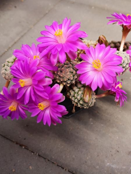 Mammillaria theresae