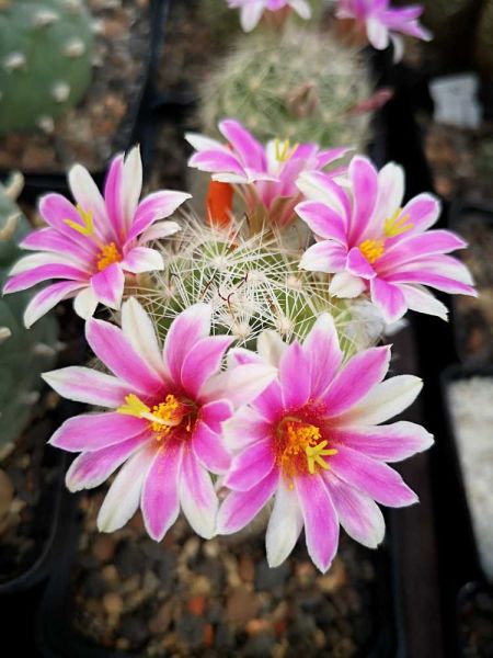 Mammillaria boolii