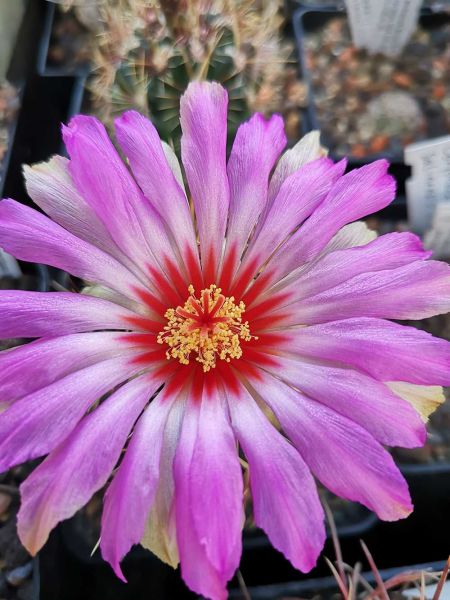 Thelocactus bicolor v. texensis