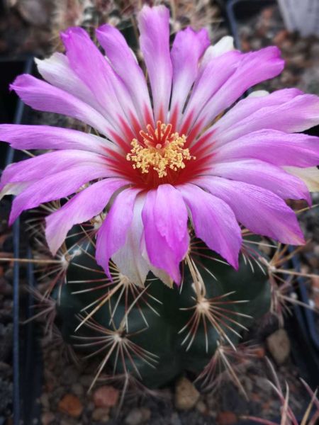 Thelocactus bicolor v. texensis