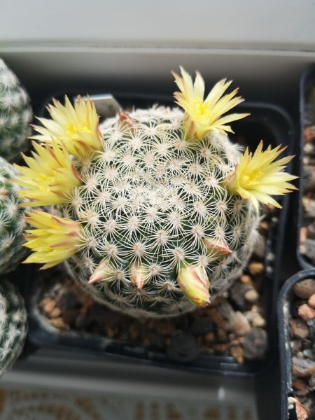 Mammillaria solisioides