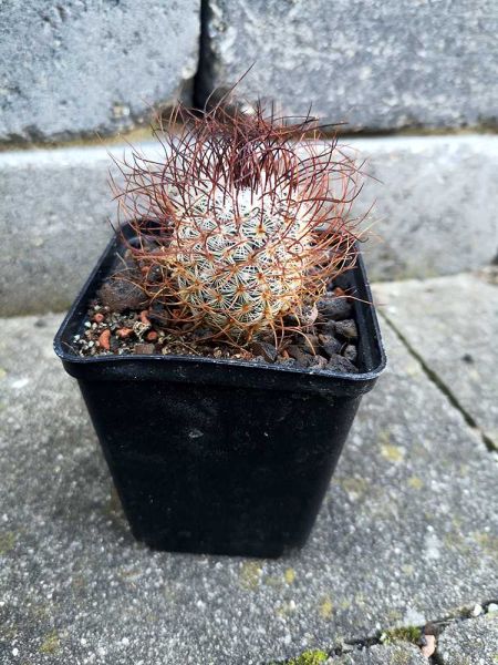 Mammillaria huitzilopochtli var. niduliformis