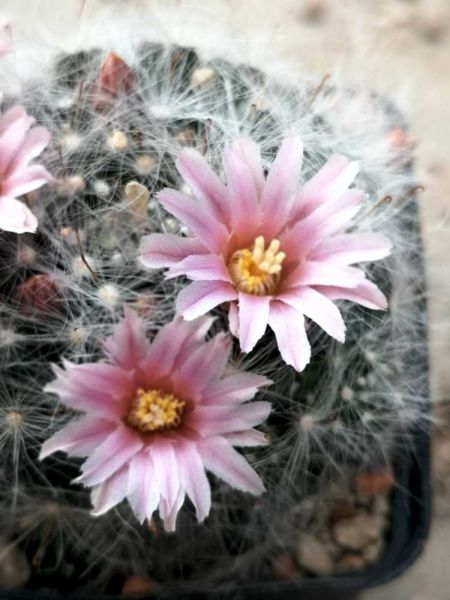 Mammillaria glassii ssp. ascencionis