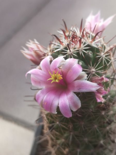 Mammillaria sheldonii