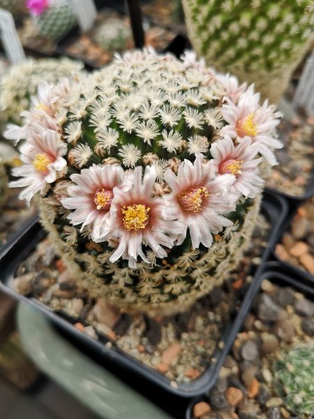 Mammillaria roemeri