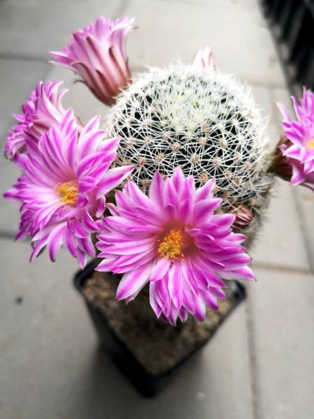 Mammillaria napina