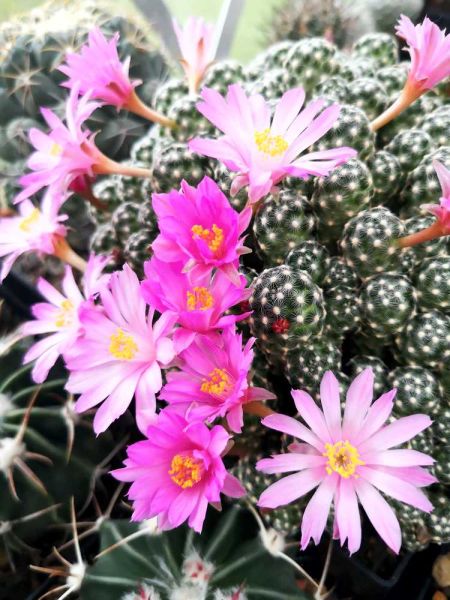 Mammillaria saboae ssp. haudeana