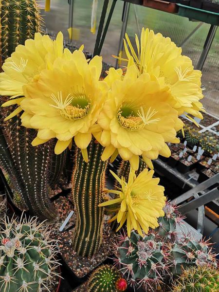 Trichocereus hybriden (groß)