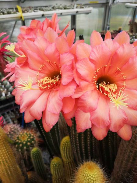 Trichocereus hybriden (groß)