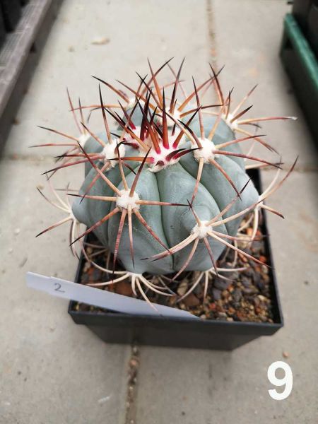 Echinocactus horizontalonius Nr.9