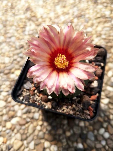 Astrophytum asterias  Zuchtform rote Blüten