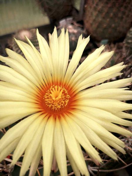 Astrophytum senile var. aureum