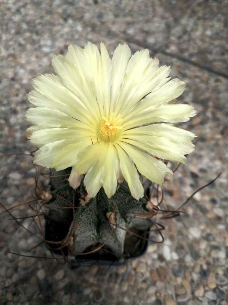 Astrophytum capricorne cv. crassispinoides