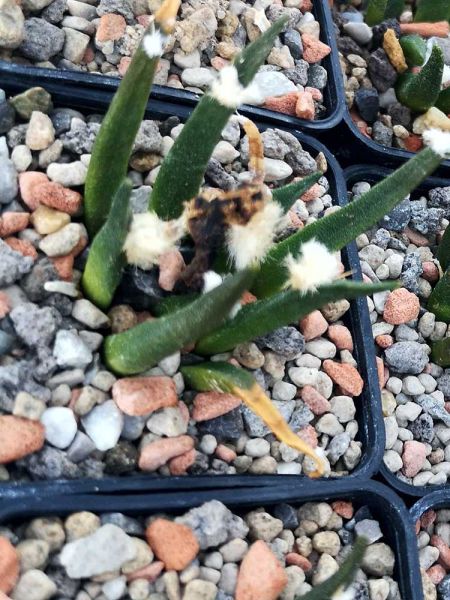 Ariocarpus agavoides