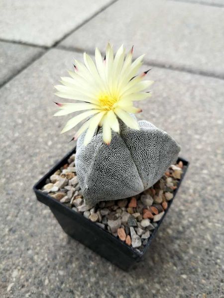 Astrophytum myriostigma 3 rippig