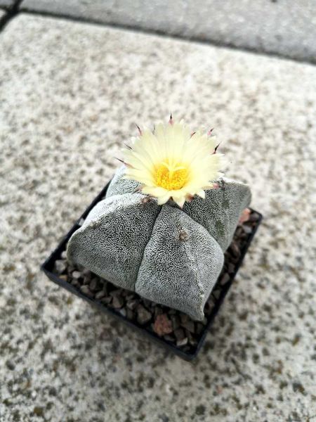 Astrophytum myriostigma 4 rippig