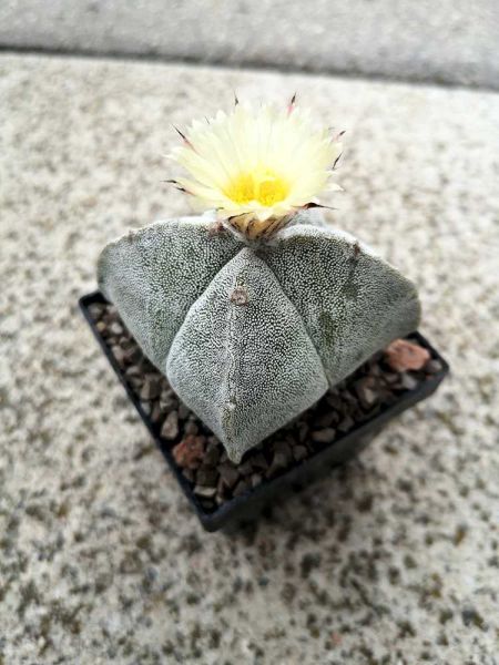 Astrophytum myriostigma 4 rippig