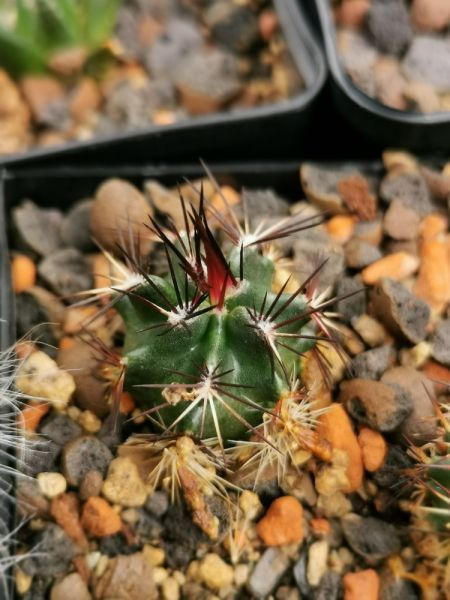 Echinocereus davisii