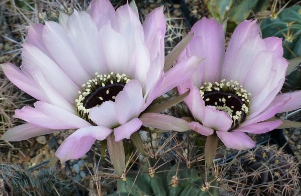 Lobivia jajoiana cv. anemone