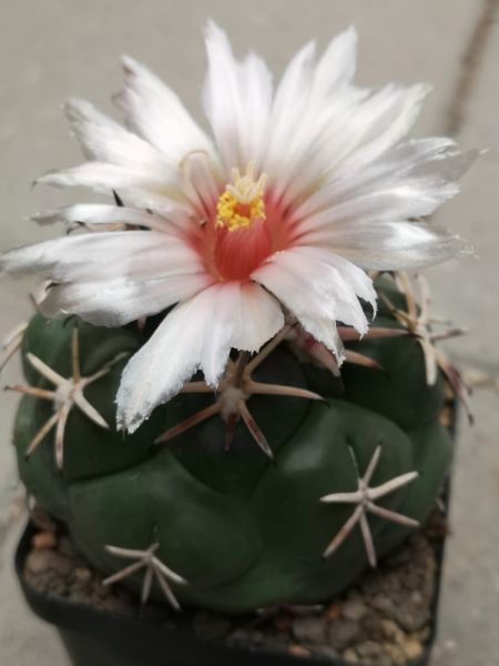 Coryphantha poselgeriana var. valida