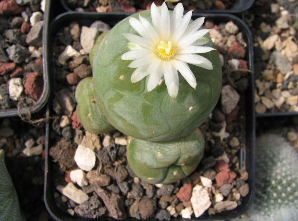 Lophophora diffusa