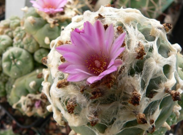 Lophophora jourdaniana