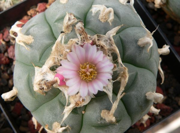 Lophophora williamsii